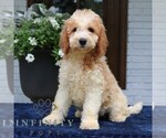 Small #3 Goldendoodle