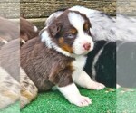 Small #1 Australian Shepherd