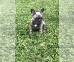 Small Photo #42 French Bulldog Puppy For Sale in WHITTIER, CA, USA