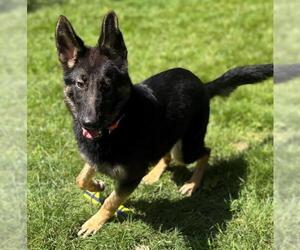 German Shepherd Dog-Unknown Mix Dogs for adoption in Brewster, MA, USA