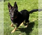 Small German Shepherd Dog Mix