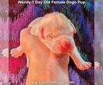 Small Photo #3 Dogo Argentino Puppy For Sale in JANE, MO, USA