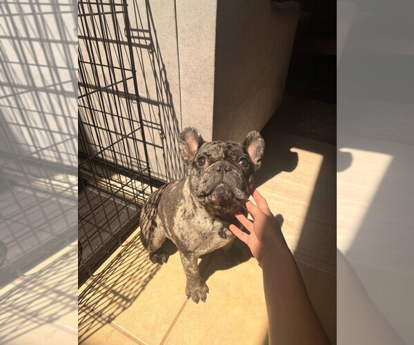 Medium Photo #4 French Bulldog Puppy For Sale in OKLAHOMA CITY, OK, USA