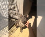 Small #3 French Bulldog