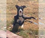 Small #20 American Pit Bull Terrier-Labrador Retriever Mix