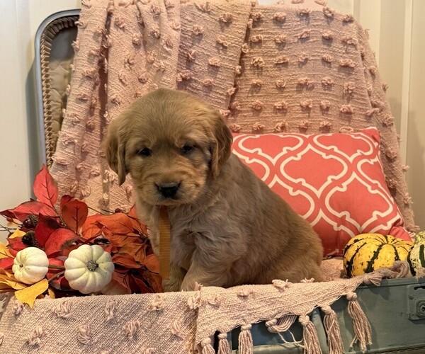 Medium Photo #3 Golden Retriever Puppy For Sale in WILLARD, WI, USA