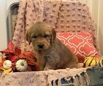Pumpkin - Female Golden Retriever Puppy for Sale - Photo #3