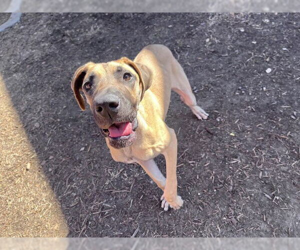 Medium Photo #1 Great Dane-Unknown Mix Puppy For Sale in Plano, TX, USA