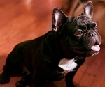 Small Photo #1 French Bulldog Puppy For Sale in EAST ORANGE, NJ, USA