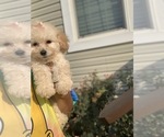 Small Photo #6 Maltipoo Puppy For Sale in KATY, TX, USA