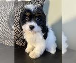 Small Photo #5 Cavapoo Puppy For Sale in RICHMOND, IL, USA
