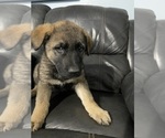 Small Photo #10 German Shepherd Dog Puppy For Sale in RUFFIN, SC, USA