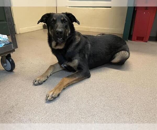 Medium Photo #1 German Shepherd Dog Puppy For Sale in Pasadena, CA, USA