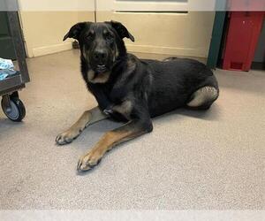 German Shepherd Dog Dogs for adoption in Pasadena, CA, USA