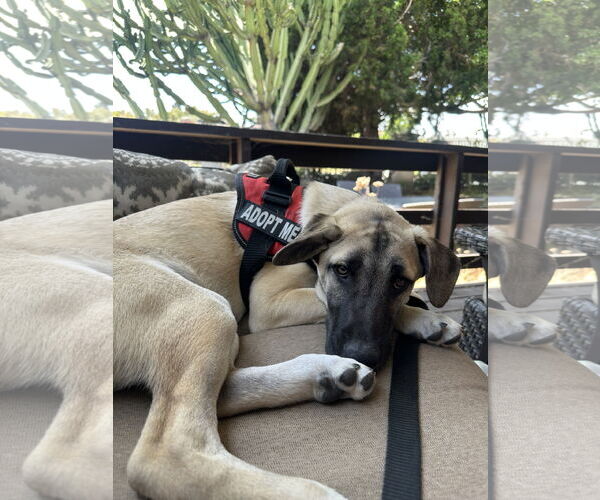 Medium Photo #8 Mutt Puppy For Sale in San Diego, CA, USA