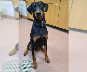 Doberman Pinscher Dogs for adoption in Ogden, UT, USA