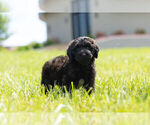 Small Photo #5 Miniature Australian Shepherd-Poodle (Toy) Mix Puppy For Sale in WARSAW, IN, USA