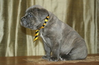 Small Photo #10 Cane Corso Puppy For Sale in MONTVILLE, OH, USA