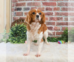 Small #5 Cavalier King Charles Spaniel