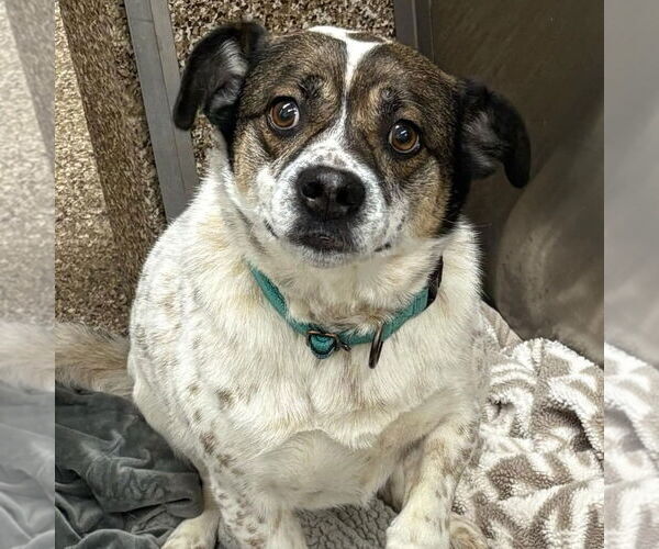 Medium Photo #1 Mutt Puppy For Sale in Martinsburg, WV, USA