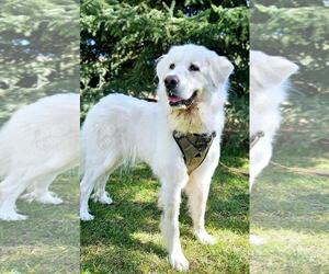 Great Pyrenees Dogs for adoption in Hamilton, MT, USA