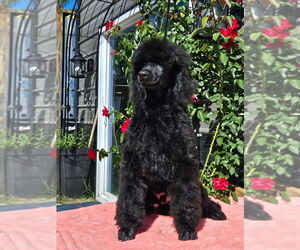 Medium Poodle (Standard)