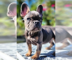 French Bulldog Puppy for sale in HOMESTEAD, FL, USA