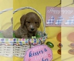 Small Photo #18 English Cream Golden Retriever-Poodle (Standard) Mix Puppy For Sale in DEARBORN, MO, USA