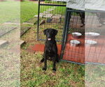 Small #1 Labrador Retriever Mix