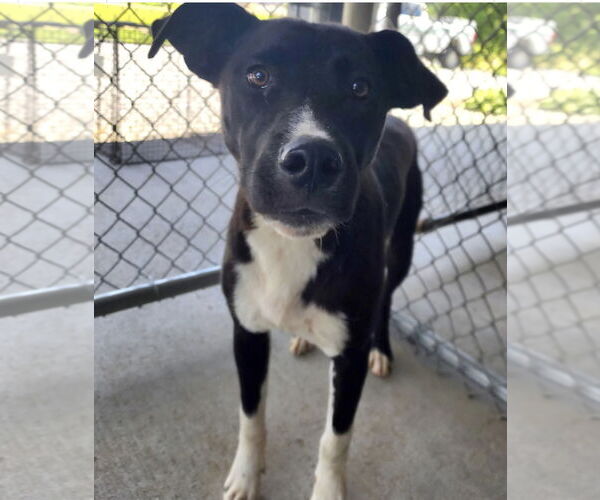 Medium Photo #2 Borador Puppy For Sale in Pottstown, PA, USA