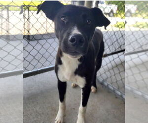 Sidney (in foster) - Male Borador Dog for Adoption - Photo #2