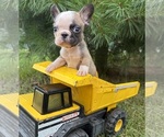Small #3 French Bulldog