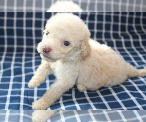 Goldendoodle (Miniature) Puppy for sale in BLMGTN, IN, USA