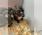 Small Photo #32 American Bully Puppy For Sale in NAUGATUCK, CT, USA