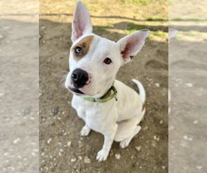 Mutt Dogs for adoption in Evansville, IN, USA