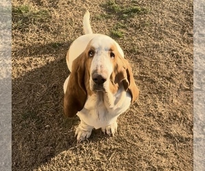 Mother of the Basset Hound puppies born on 03/31/2025