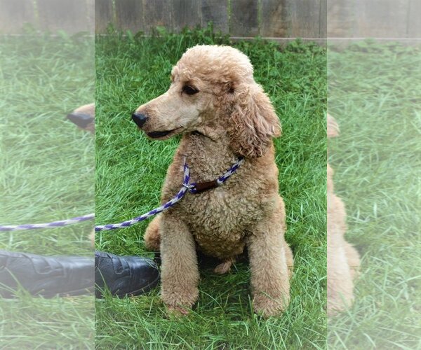 Medium Photo #6 Poodle (Standard) Puppy For Sale in Lincolnwood, IL, USA