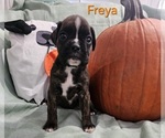 Puppy Freya Boxer