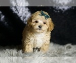 Small #2 Maltipoo