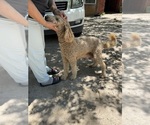 Small Photo #1 Goldendoodle Puppy For Sale in DEL VALLE, TX, USA