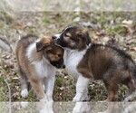 Small Photo #1 Scotch Collie Puppy For Sale in PARIS, MI, USA