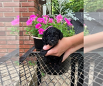 Small #4 Cocker Spaniel-Poodle (Miniature) Mix