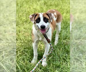 Labrador Retriever-Unknown Mix Dogs for adoption in Conroe, TX, USA
