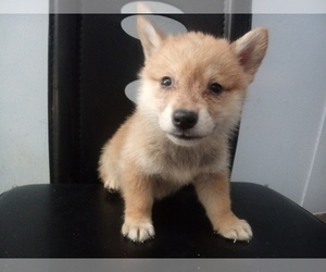 Shiba Inu Puppy for sale in LAKE WALES, FL, USA