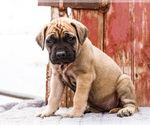 Small Photo #27 Mastiff Puppy For Sale in WAKARUSA, IN, USA