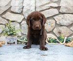 Small #1 Labrador Retriever