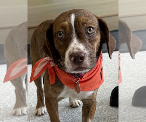 Medium Photo #2 Boglen Terrier Puppy For Sale in Omaha, NE, USA