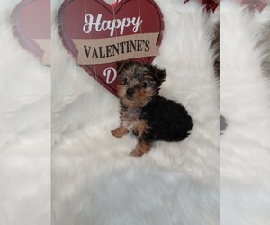 Yorkshire Terrier Puppy for sale in INDIANAPOLIS, IN, USA