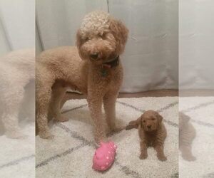 Goldendoodle Puppy for sale in MARYVILLE, TN, USA