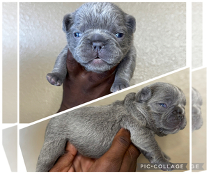 French Bulldog Puppy for sale in SPRINGFIELD, MO, USA